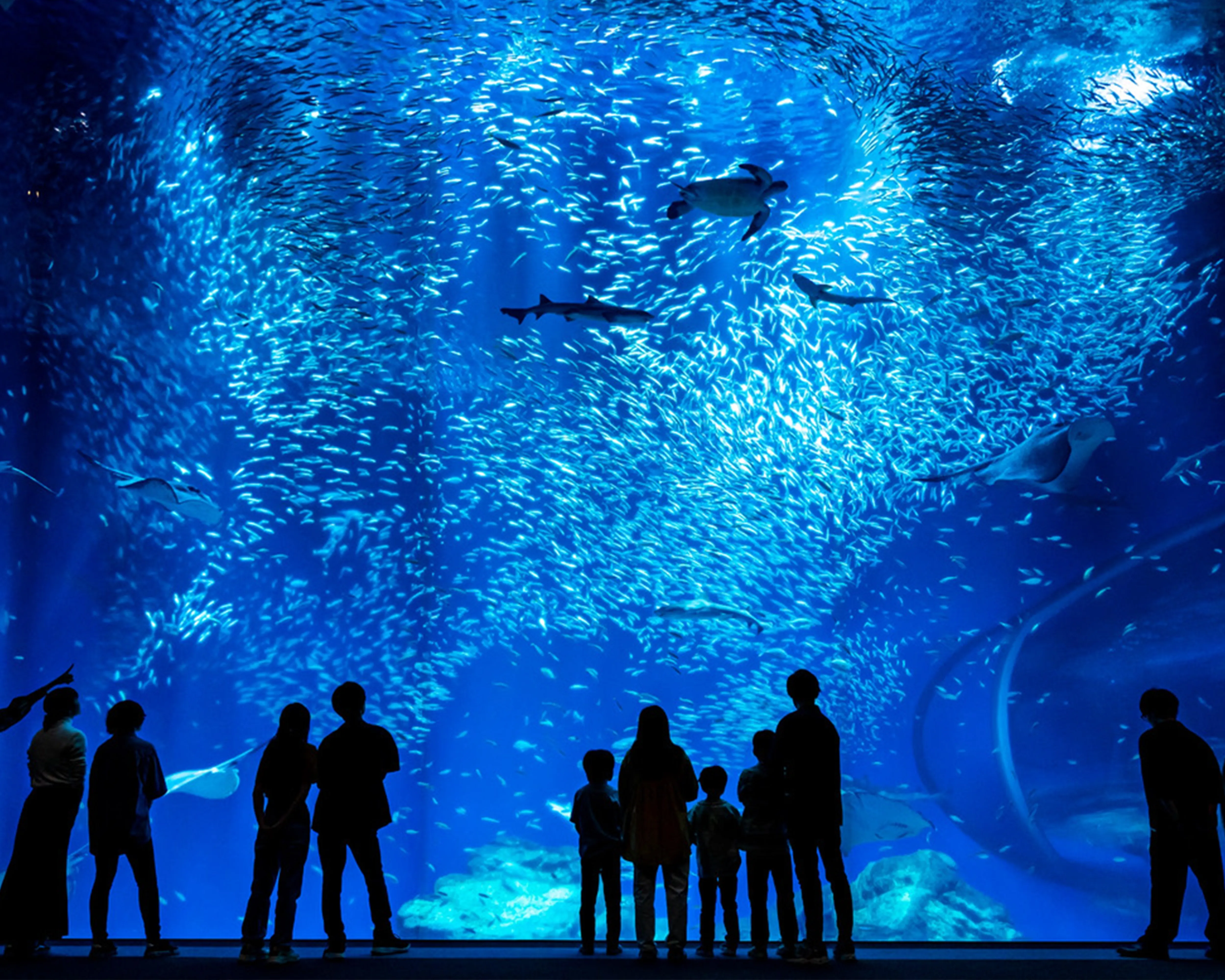 第26回 MITOコンプレミアムinアクアワールド･大洗